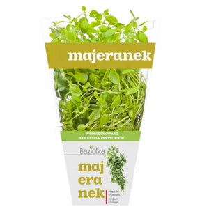 BAZIÓŁKA Majeranek w doniczce 1 szt.